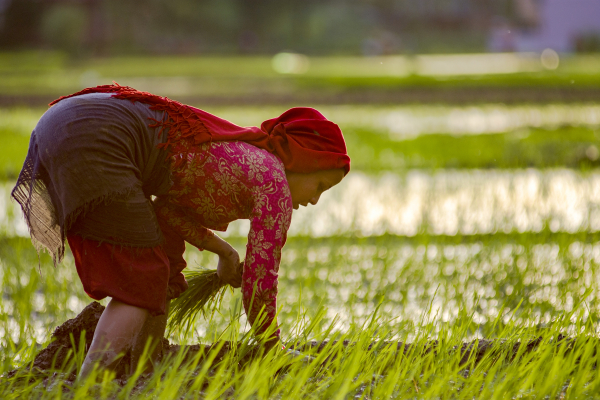 a woman planting rice