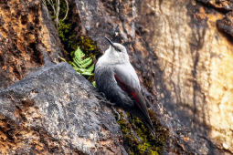 Wallcreeper (Tichodroma muraria)