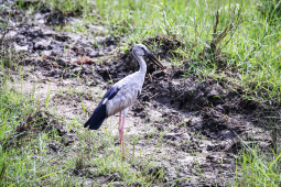 Asian Openbill