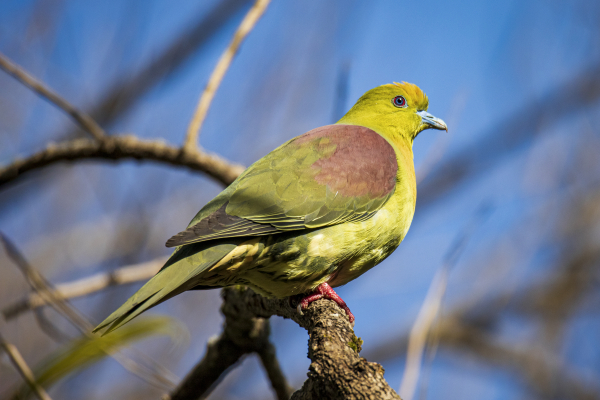 Wadge tailed green pigeon