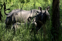 One Horned Rhinoceros