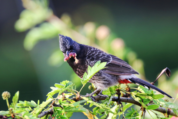 red-vented bulbul