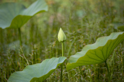 lotus flower bud