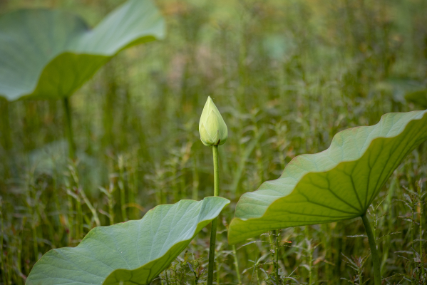lotus flower bud