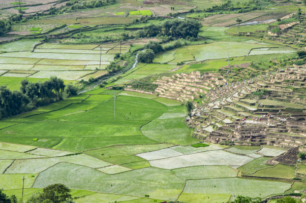 paddy fields, Lalitpur