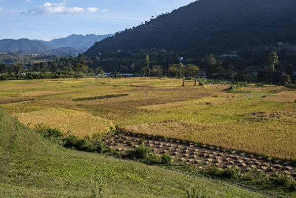 rice field, Khokana, Lalitpur