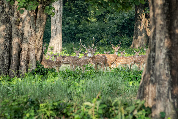 Spotted Deer, Bardia National Park