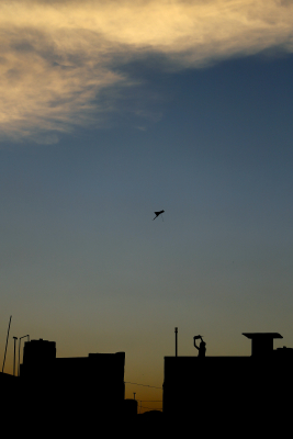 A Boy Flying Kite
