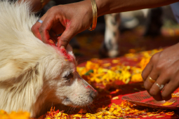 Kukur Tihar Or Dog Festival, Kathmandu, Nepal- 14 Nov 2020