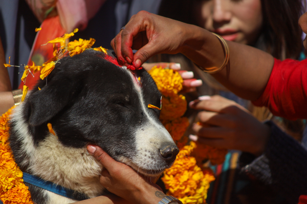Kukur Tihar Or Dog Festival, Kathmandu, Nepal- 14 Nov 2020