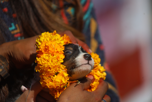 Kukur Tihar Or Dog Festival, Kathmandu, Nepal- 14 Nov 2020