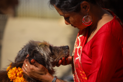 Kukur Tihar Or Dog Festival, Kathmandu, Nepal- 14 Nov 2020