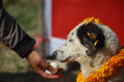 Kukur Tihar Or Dog Festival, Kathmandu, Nepal- 14 Nov 2020