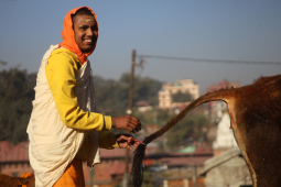 Cow Festival celebration, Kathmandu, Nepal- 15 Nov 2020