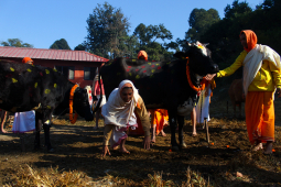 Cow Festival celebration, Kathmandu, Nepal- 15 Nov 2020