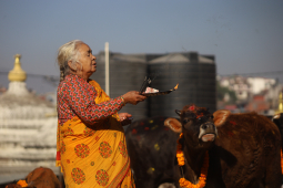 Cow Festival celebration, Kathmandu, Nepal- 15 Nov 2020