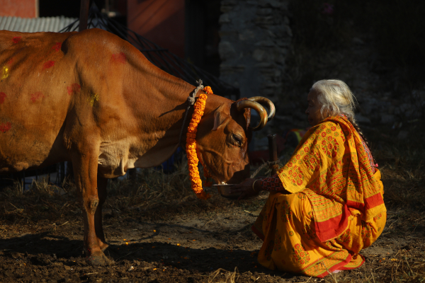 Cow Festival celebration, Kathmandu, Nepal- 15 Nov 2020