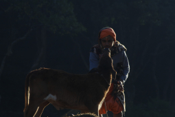 Cow Festival celebration, Kathmandu, Nepal- 15 Nov 2020