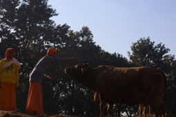 Cow Festival celebration, Kathmandu, Nepal- 15 Nov 2020