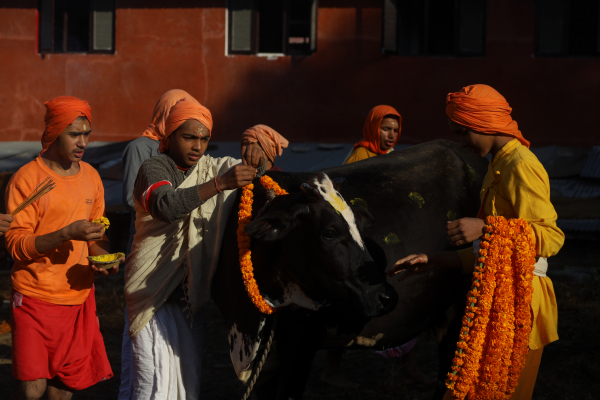Cow Festival celebration, Kathmandu, Nepal- 15 Nov 2020