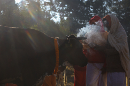 Cow Festival celebration, Kathmandu, Nepal- 15 Nov 2020