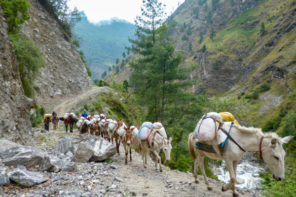 Donkey carrying load