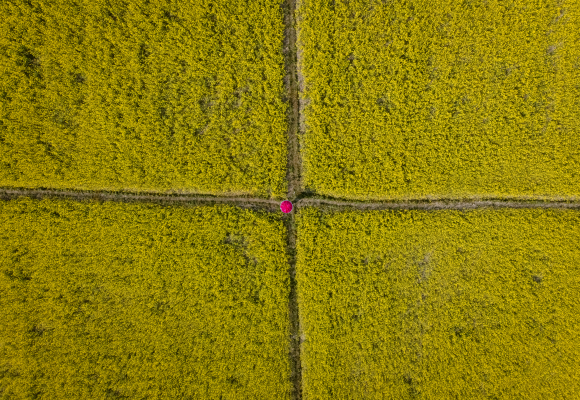 Mustard Fields of Terai