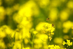bee and mustard flower