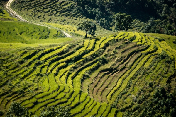 Paddy field, Gorkha