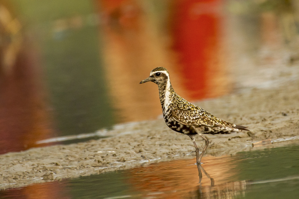 Pacific golden plover