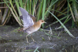 baillon's crake