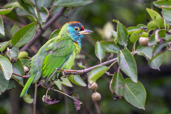 barbet bird