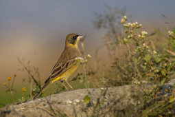 Black-headed bunting