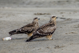 black kite