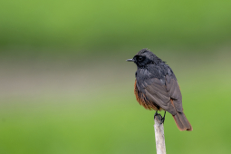 black redstart