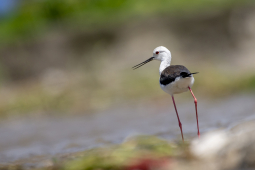 Black-winged stilt