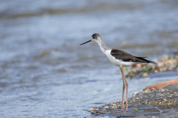 Black-winged stilt