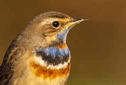 Bluethroat