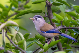 Blue-winged Minla