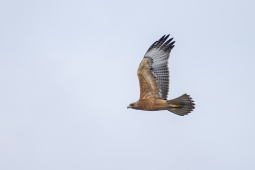 Bonelli's eagle