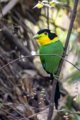 Long-tailed Broadbill