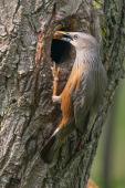 Chestnut-tailed Starling