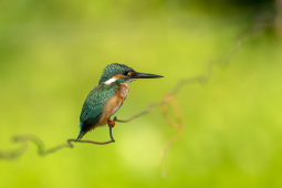 common kingfisher