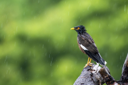 common myna