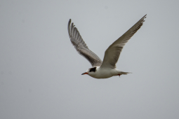 common tern