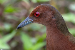 Ruddy-breasted crake