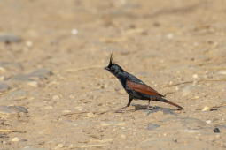 crested bunting