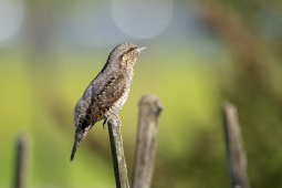 eurresian wryneck