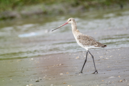 godwit