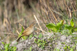 grassbirds